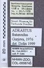 Etiketten zu Adrastus fraterculus (NHMW-ZOO-COL-0008745)